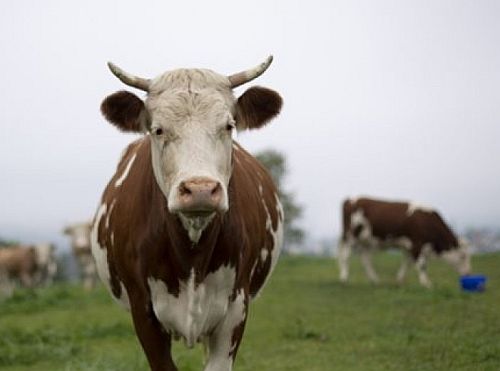 Η Νέα Ζηλανδία θα φορολογήσει το… ρέψιμο των αγελάδων!